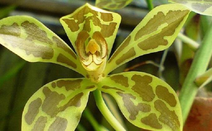 Grammatophyllum speciosum Anggrek  tebu  Orchidaceae